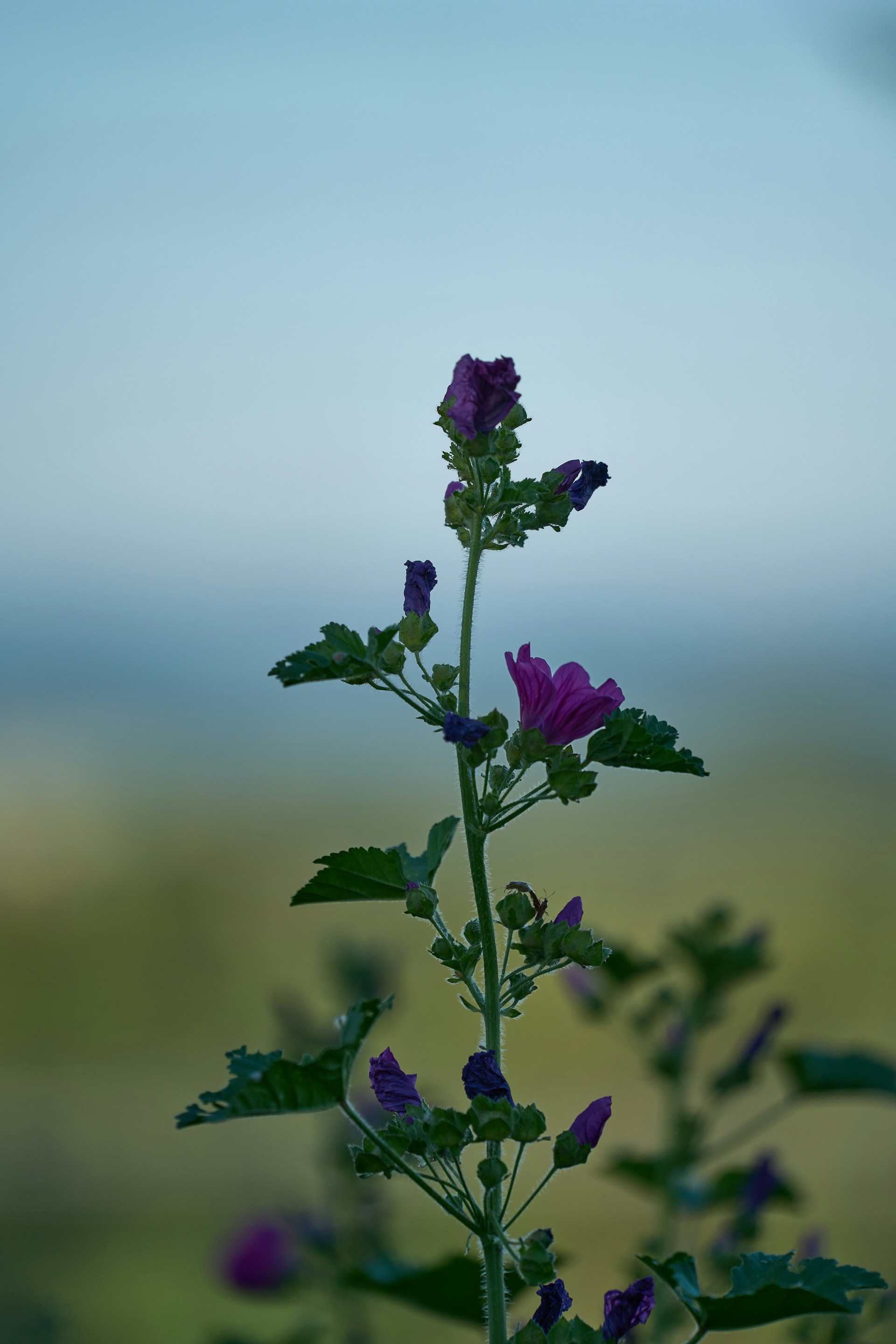A small purple flower growing out of a crack in rock